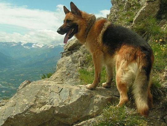 Agresywny pies terroryzuje mieszkańców na osiedlu Niska - Zacisze!