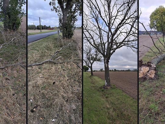 Alarm OSP Nagórzyce: uschłe przydrożne drzewa zagrażają życiu — apel o regularne przeglądy