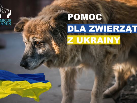 Amicus Canis pomoże zwierzakom