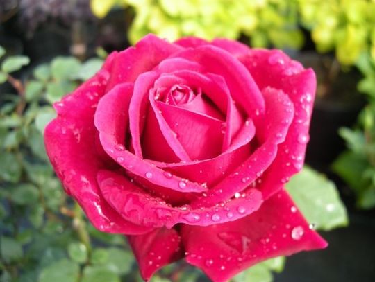 Artur Ostrowski na Dzień Kobiet