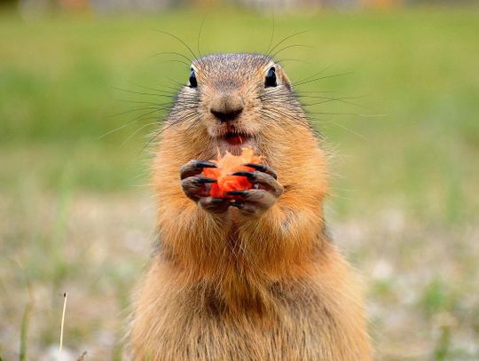 Badanie snu zimowego świstaków może pomóc odkryć tajemnicę długowieczności 