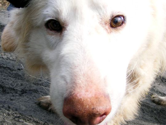 Biały - przyjaciel dla Twojego domu