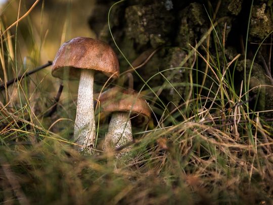 Biolog z Uniwersytetu Łódzkiego zbada relacje grzybów z pająkami