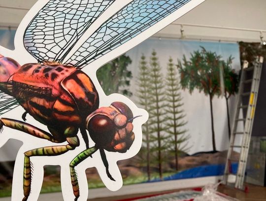 Biwak w karbońskim lesie