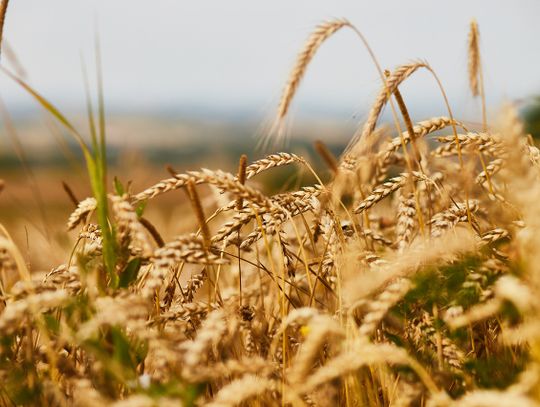 Ceny zbóż biją rekordy. Mąka i pieczywo wyprodukowane z tegorocznych zbiorów będą droższe