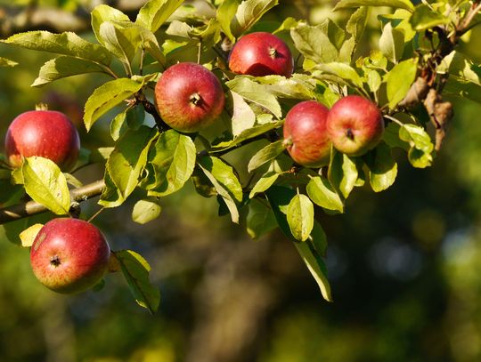Choroby Jabłoni - Jak Rozpoznać i Zwalczać Najczęstsze Problemy?
