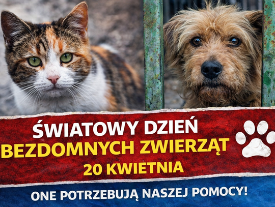 Cisza, której nie słychać. Światowy Dzień Bezdomnych Zwierząt