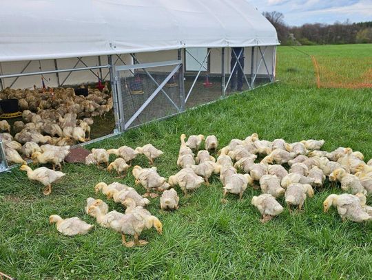 Co mają współnego zielone Pastwiska w Nowolesiu (42ha szczęścia) i hodowla drobiu w mobilnych kurnikach Tomasza Majdy