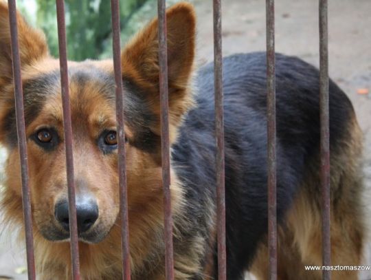 Cztery psiaki adoptowane - dzień otwarty w Schronisku
