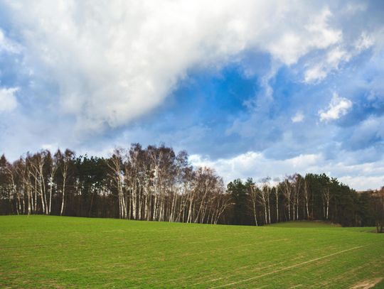 Czy czeka nas wiosna pełna słońca? Sprawdź prognozę długoterminową