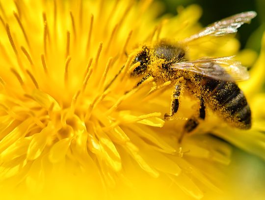 Dlaczego i jak sadzić kwiaty przyjazne pszczołom?