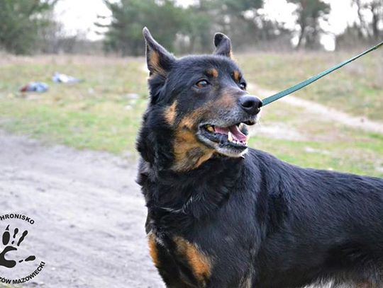 Do serca przytul psa