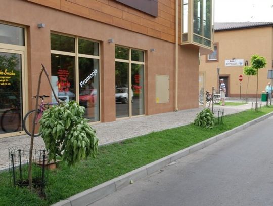 Drzewkołamacz zatrzymany