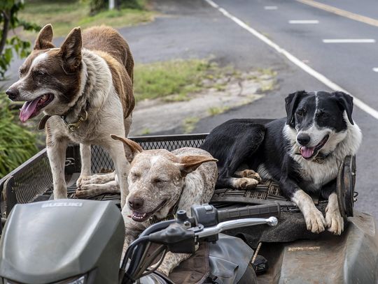 Dzień adopcji w tomaszowskim schronisku – Pomoc, która smakuje!