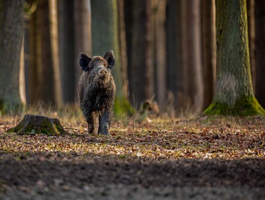 Dziki wchodzą do miasta. Tomaszów Mazowiecki na pierwszej linii konfliktu człowieka z naturą