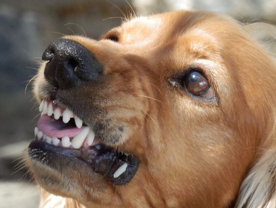 Ekspert: pies staje się agresywny w sytuacjach niespodziewanych i gdy poczuje się zagrożony