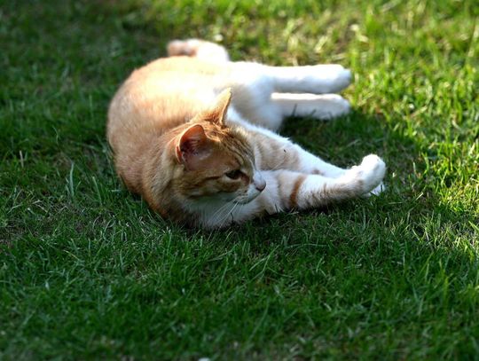 Ekspert: zakażenie wirusem ptasiej grypy jest dla ludzi niebezpieczne, ale zdarza się niezwykle rzadko