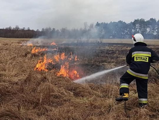 Ekspertka: wypalanie traw przynosi więcej szkód niż pożytku