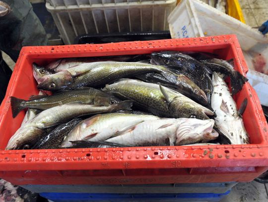 Europarlament przyjął przepisy, które uderzą w polskie przetwórstwo rybne
