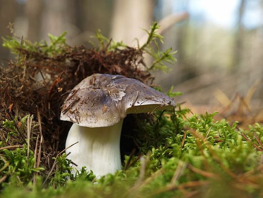 (FOTO/VIDEO) Grzyby: Pecłonki nie tylko „siwe” i „żółte”