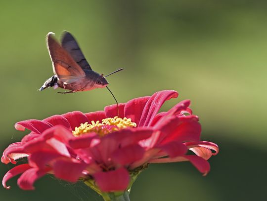 Fruczak gołąbek - motyl czy polski koliber?