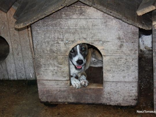 Gwiazdka dla zwierzaczka