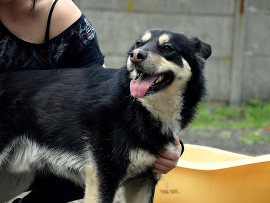 Harry, Omar i Szrama - do opieki od zaraz