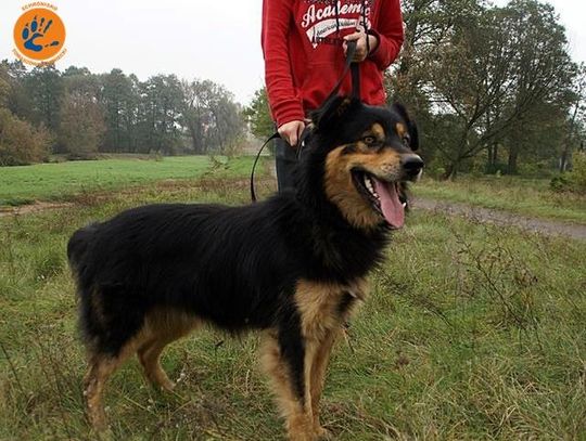 I ty możesz przygarnąć psa