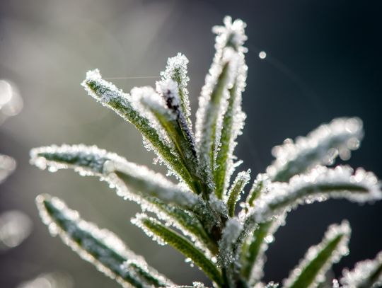 IMGW ostrzega przed przymrozkami w ośmiu województwach