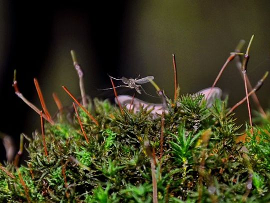 Jak radzić sobie z komarami