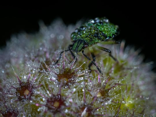 Jak skutecznie pozbyć się pluskiew: Kompleksowy przewodnik i porady od firmy zajmującej się zwalczaniem szkodników