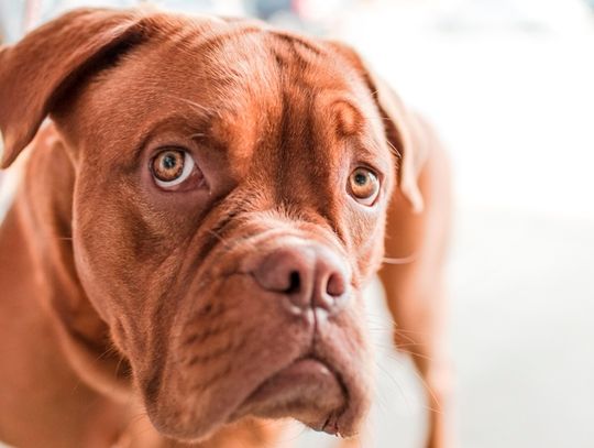 Jak zadbać o czworonogi podczas upałów?