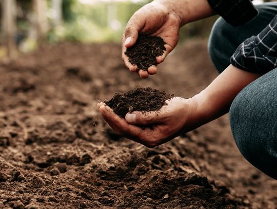 Jakie wapno wybrać do wapnowania gleby?