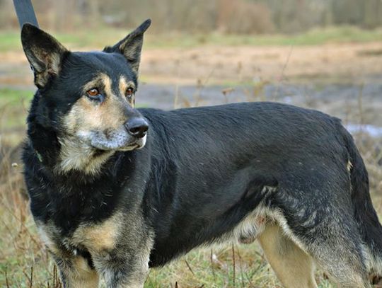 Jasper, Azor i Tesla gotowe do adopcji