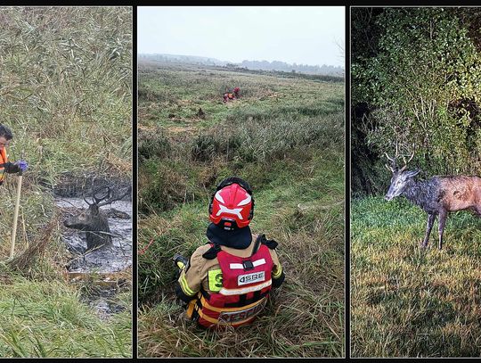 Jeleń uwięziony w osadniku oczyszczalni. Sprawna akcja na Henrykowskiej zakończyła się sukcesem