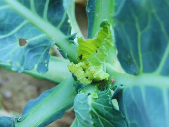 Jesienne szkodniki rzepaku ozimego