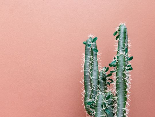 Kaktusy – jakie rodzaje wybrać do swojego ogrodu lub mieszkania?