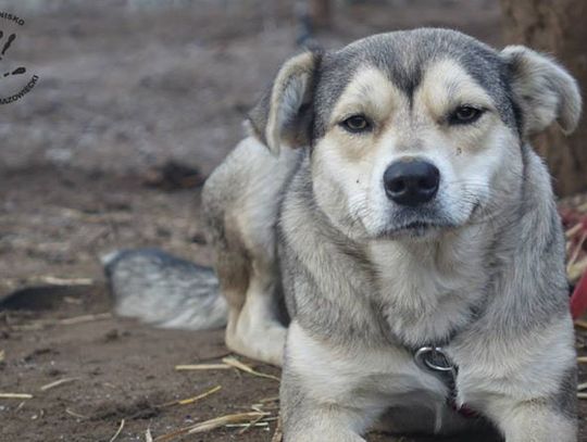 Kolejne trzy psiaki do przygarnięcia