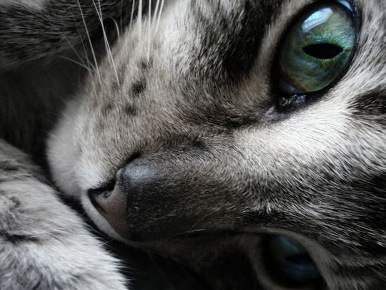 Koty wolnożyjące… dokarmiać czy nie?
