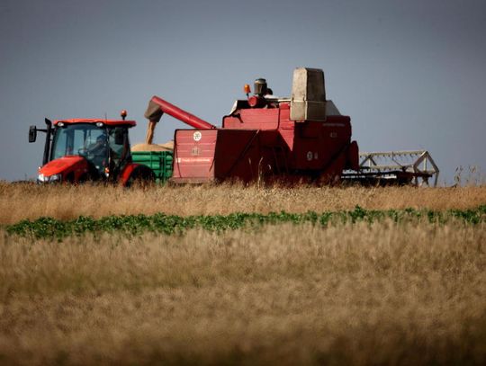 KOWR: tegoroczne plony zbóż mogą być wyższe niż w 2021 r.