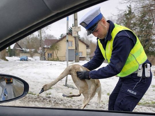 Łabędź zakleszczony na moście w Inowłodzu. Policjanci uratowali ptaka