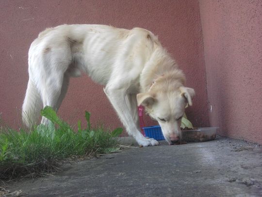 Łajti, gdzie jesteś?