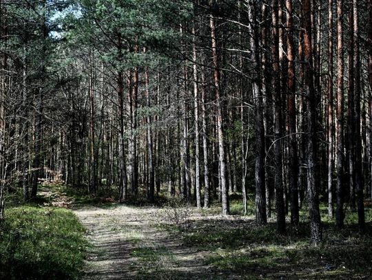 Lasy Państwowe: w lasach jest sucho, ale nie ma podstaw do ich zamknięcia