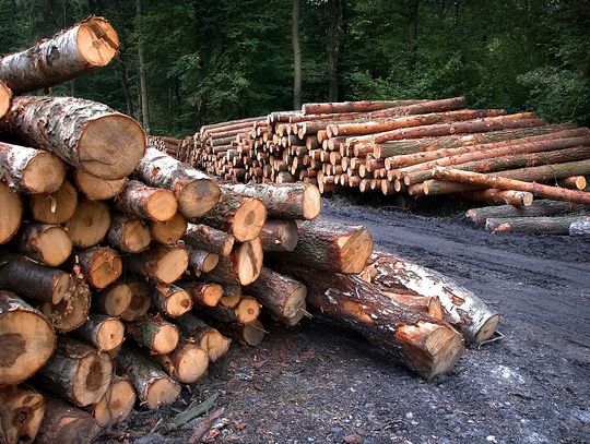 Lasy wcale nie umierają stojąc... są masowo wycinane