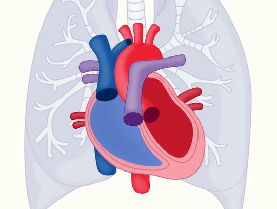 Ludzkie serce znacząco różni się w budowie od serc najbardziej spokrewnionych ssaków
