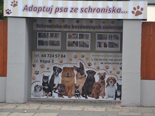 Ma zachęcać do adopcji