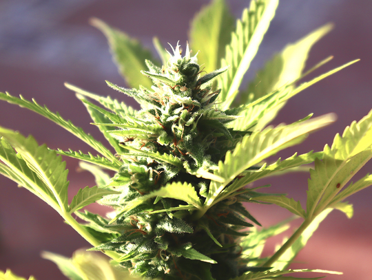 Marihuana nie jest dla młodzieży - ostrzegają badacze