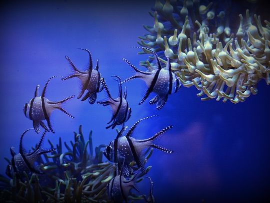 Miejsce pod schodami – sposoby aranżacji