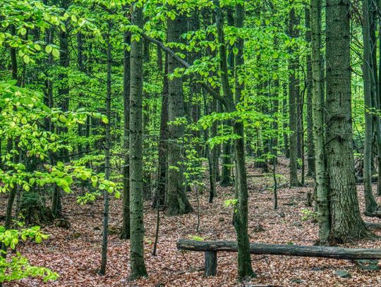 MKiŚ: do końca roku zostaną wyznaczone pierwsze tzw. lasy społeczne i lasy cenne przyrodniczo