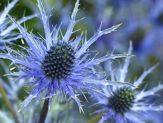Na jakie rośliny uważać w ogrodzie Na jakie rośliny uważać w ogrodzie